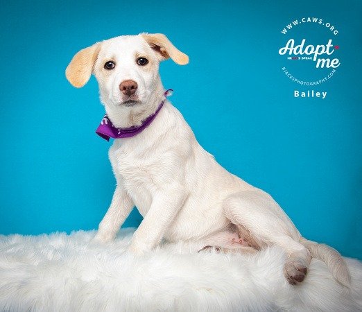 adoptable Dog in SLC, UT named Bailey