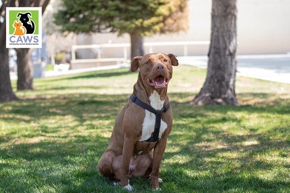 adoptable Dog in SLC, UT named Chico