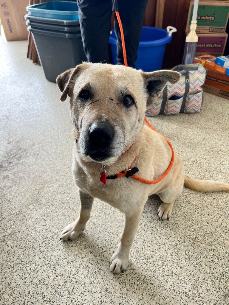 adoptable Dog in SLC, UT named Humphrey