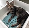 adoptable Cat in slc, UT named Elijah