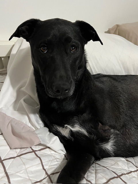 adoptable Dog in SLC, UT named Kahlo