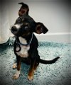 adoptable Dog in slc, UT named Annie