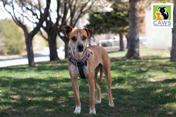 adoptable Dog in SLC, UT named Miso