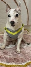 adoptable Dog in slc, UT named Sasha