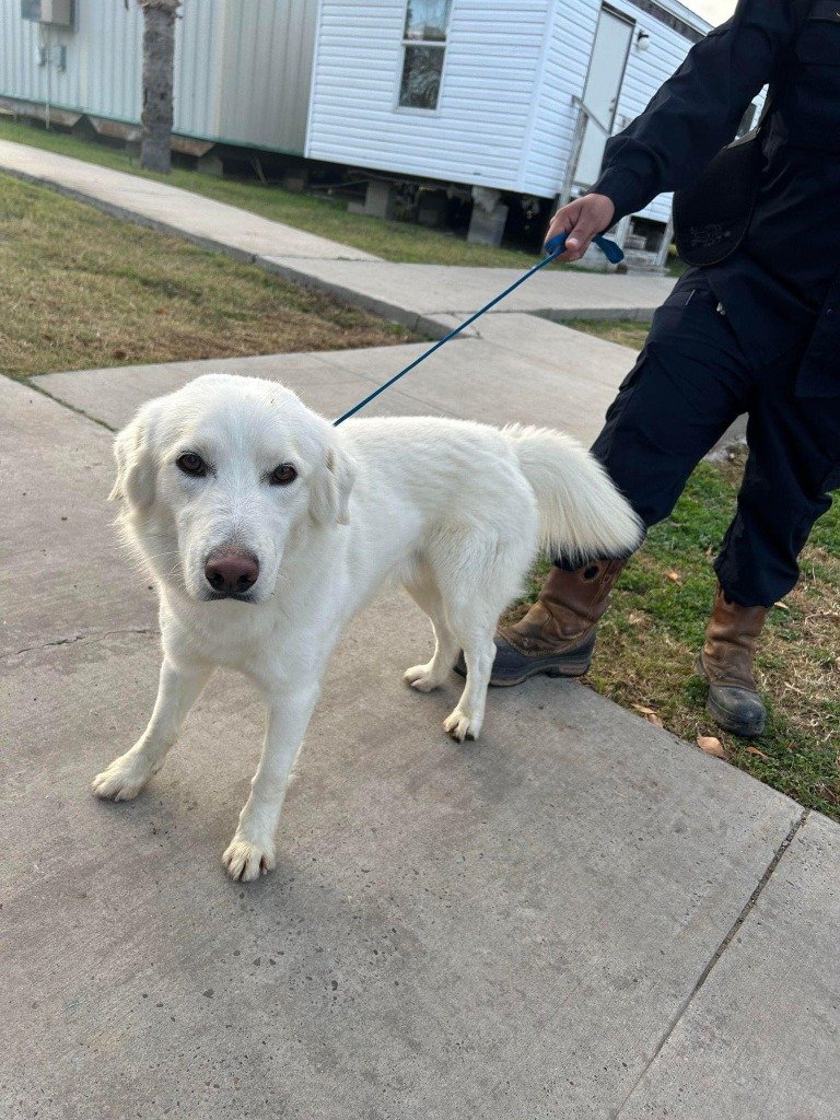 adoptable Dog in SLC, UT named Jasper
