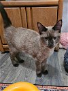 adoptable Cat in slc, UT named Coco