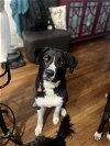 adoptable Dog in slc, UT named Gary