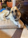 adoptable Dog in slc, UT named Tundra