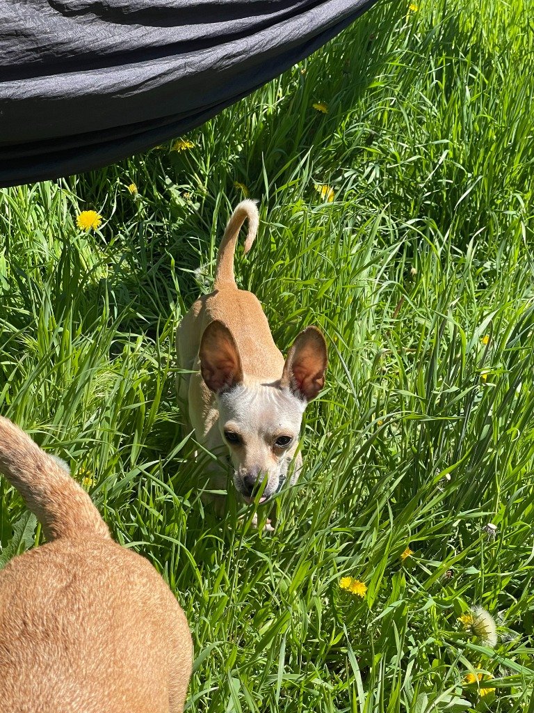 adoptable Dog in SLC, UT named Radar