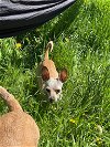adoptable Dog in slc, UT named Radar