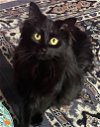 adoptable Cat in slc, UT named Quasar
