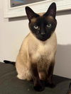 adoptable Cat in slc, UT named Fred