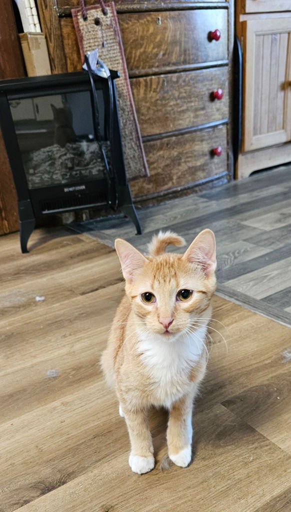 adoptable Cat in SLC, UT named Winter