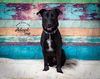 adoptable Dog in slc, UT named Tucker