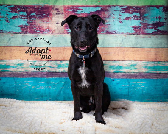 adoptable Dog in SLC, UT named Target