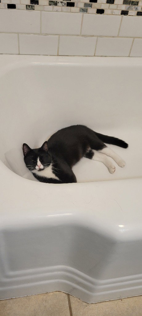 DELILAH - Domestic Short Hair available for adoption