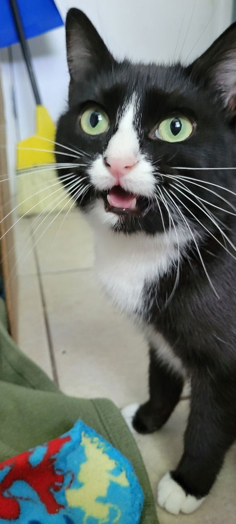 adoptable Cat in SLC, UT named Delilah