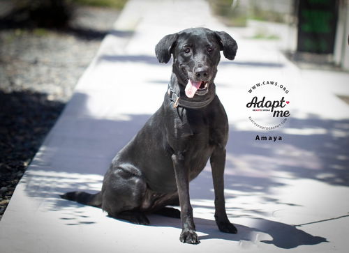 picture of the dog needing adoption