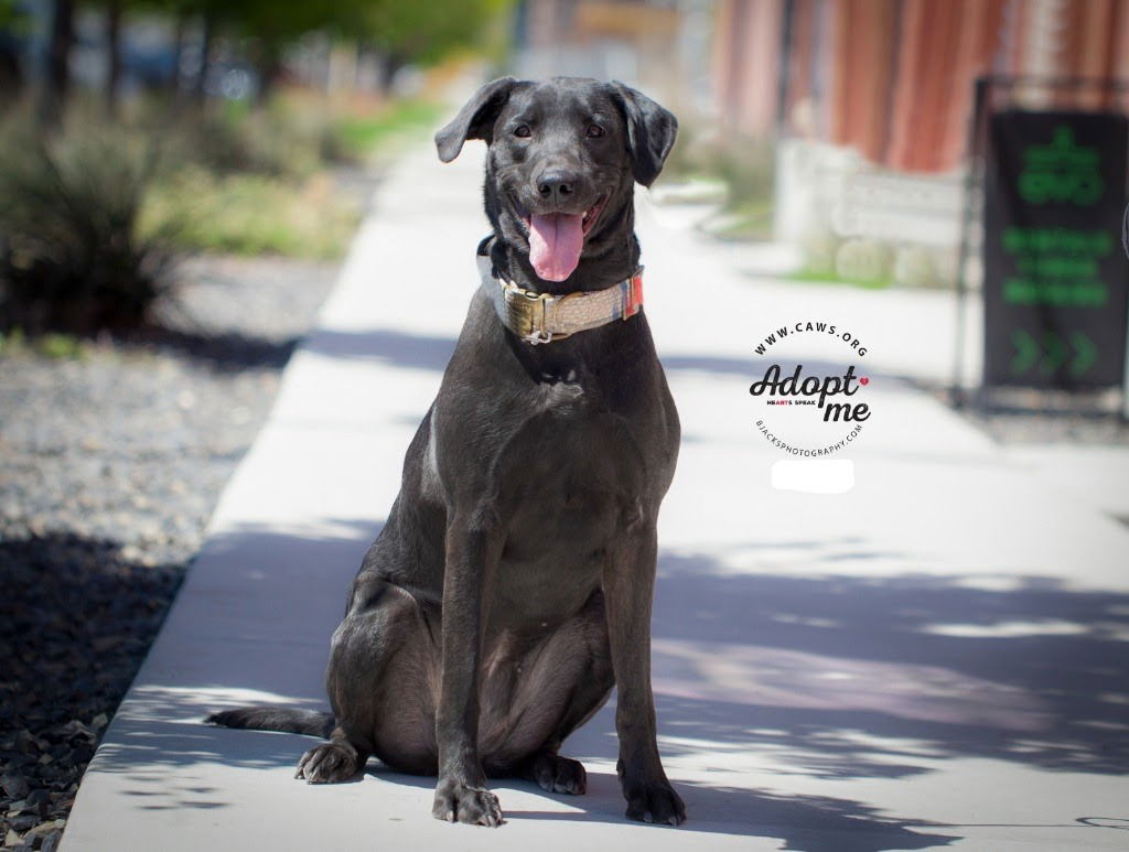 adoptable Dog in SLC, UT named Amaya