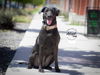 adoptable Dog in slc, UT named Amaya
