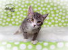 adoptable Cat in , UT named Tandy