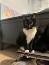 adoptable Cat in slc, UT named Davida