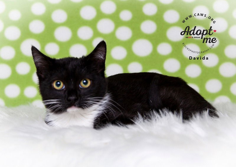 adoptable Cat in SLC, UT named Davida