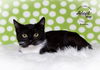 adoptable Cat in , UT named Davida