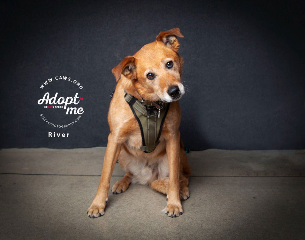 adoptable Dog in SLC, UT named River