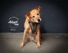 adoptable Dog in  named River