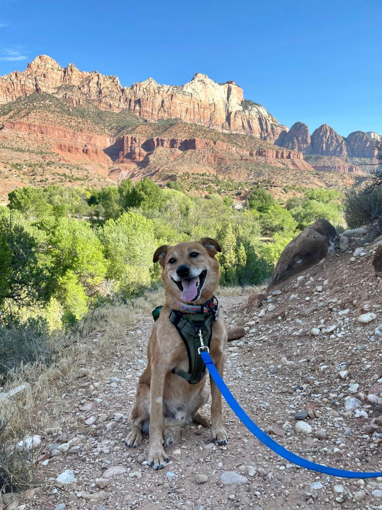 adoptable Dog in SLC, UT named River