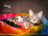 adoptable Cat in SLC, UT named Becca Welton