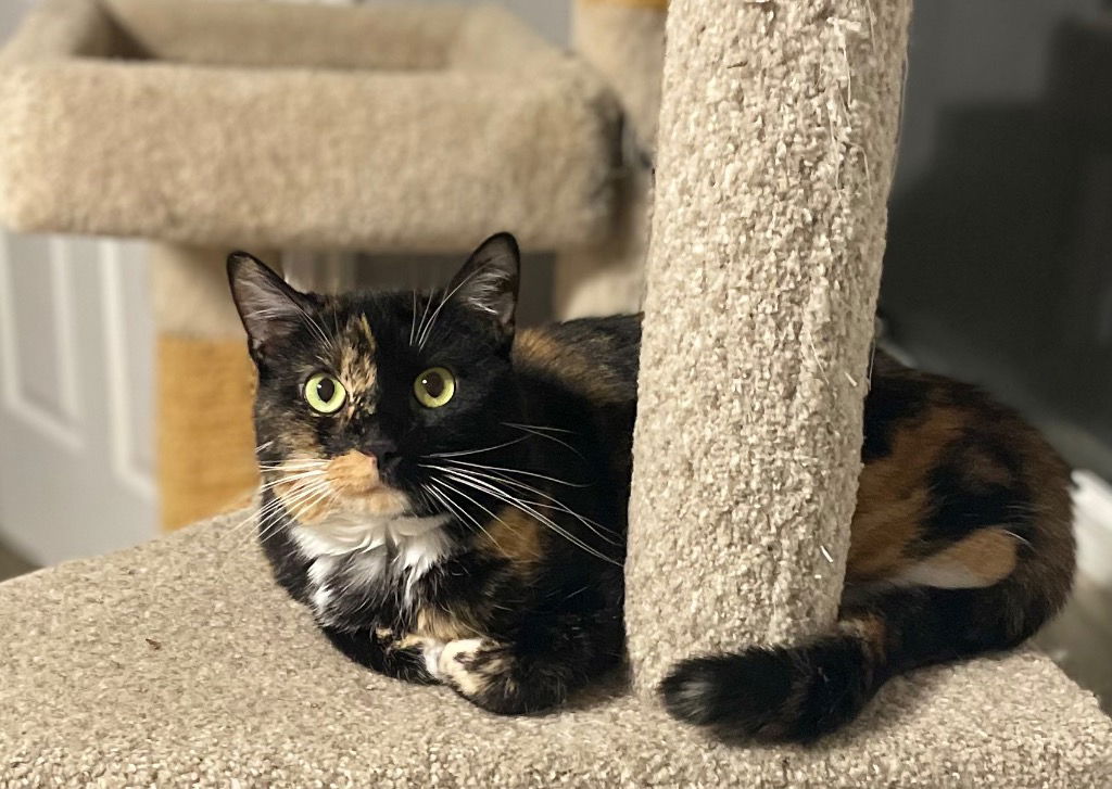 adoptable Cat in SLC, UT named Lola