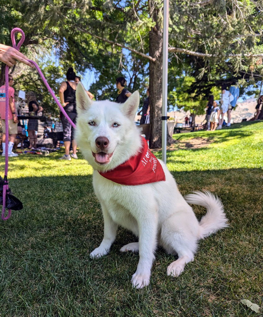 adoptable Dog in SLC, UT named Aslan