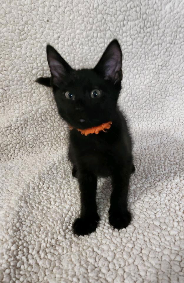 adoptable Cat in SLC, UT named Chestnut