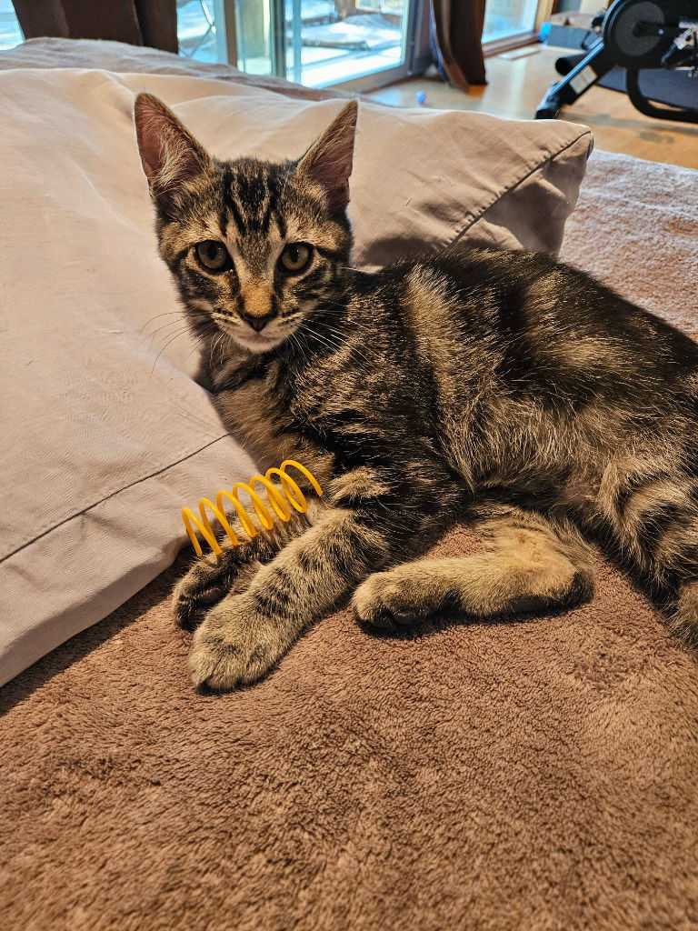 adoptable Cat in SLC, UT named Moana