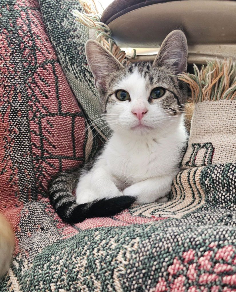 adoptable Cat in SLC, UT named Bryer