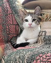 adoptable Cat in , UT named Bryer