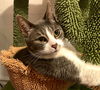 adoptable Cat in SLC, UT named Mara
