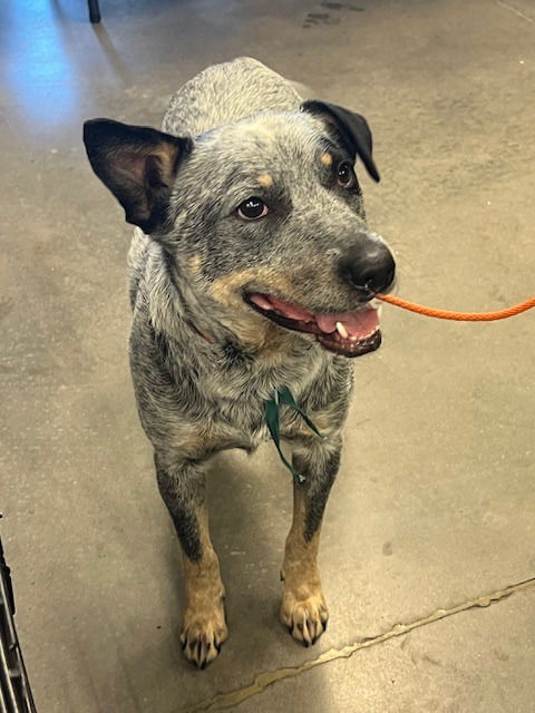 adoptable Dog in SLC, UT named Chopper