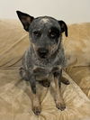 adoptable Dog in SLC, UT named Chopper