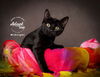 adoptable Cat in SLC, UT named Midnight