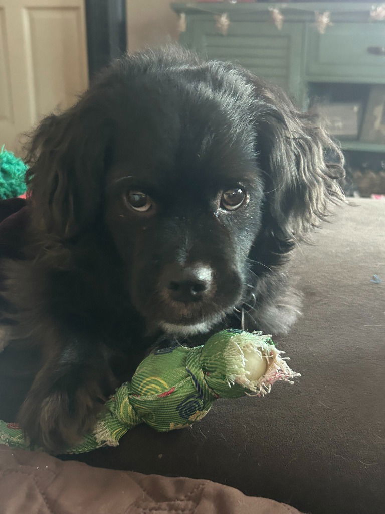 adoptable Dog in SLC, UT named Tuxey