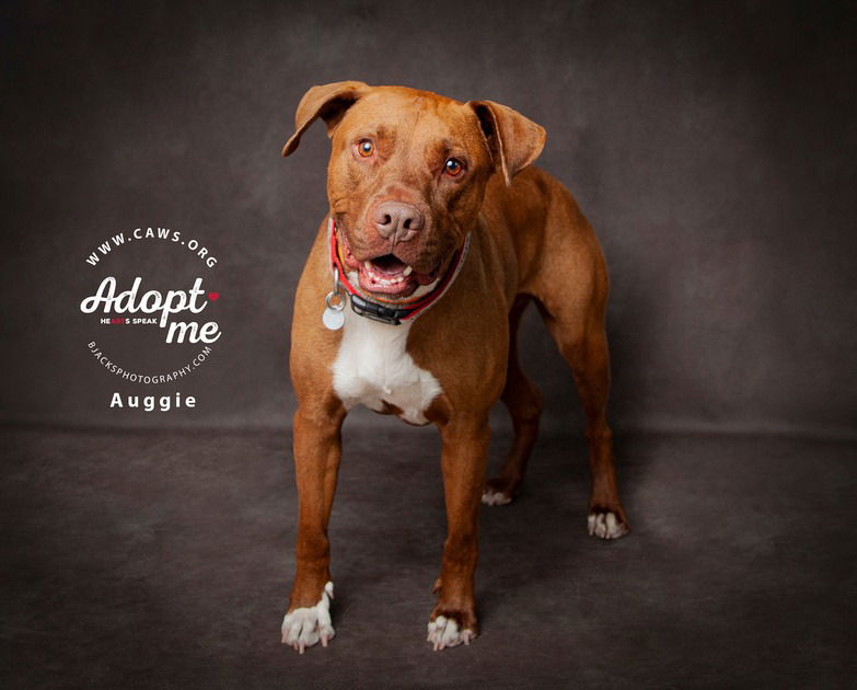 adoptable Dog in SLC, UT named Auggie