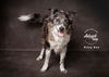 adoptable Dog in SLC, UT named Riley Rae