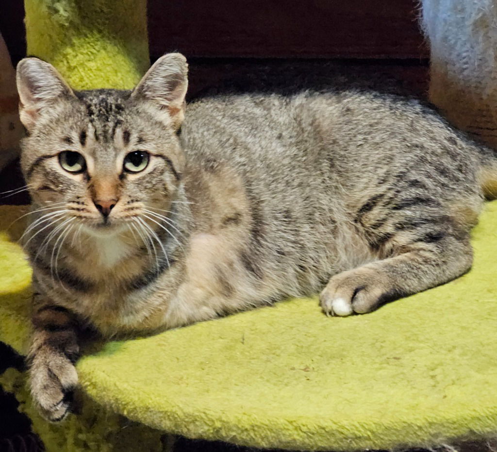 adoptable Cat in SLC, UT named Diego