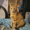 adoptable Cat in SLC, UT named Bob