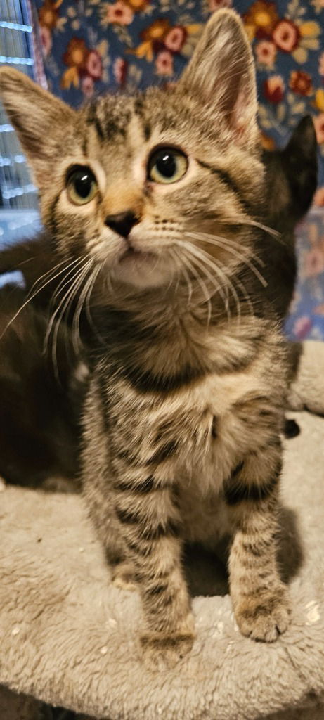 adoptable Cat in SLC, UT named Mars