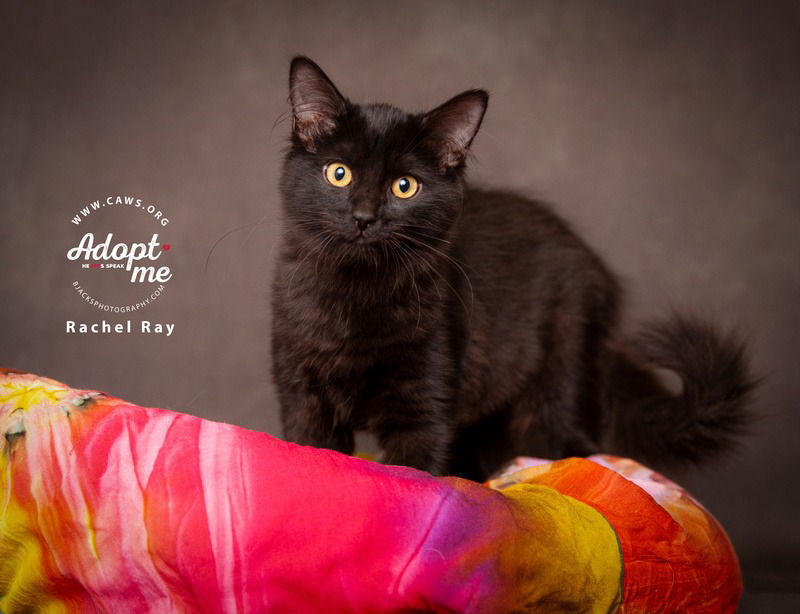 adoptable Cat in SLC, UT named Rachel Ray