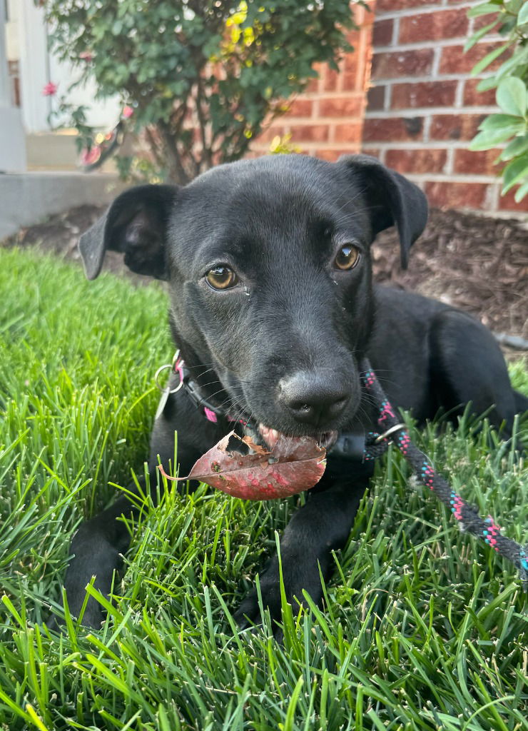 adoptable Dog in SLC, UT named Kaori